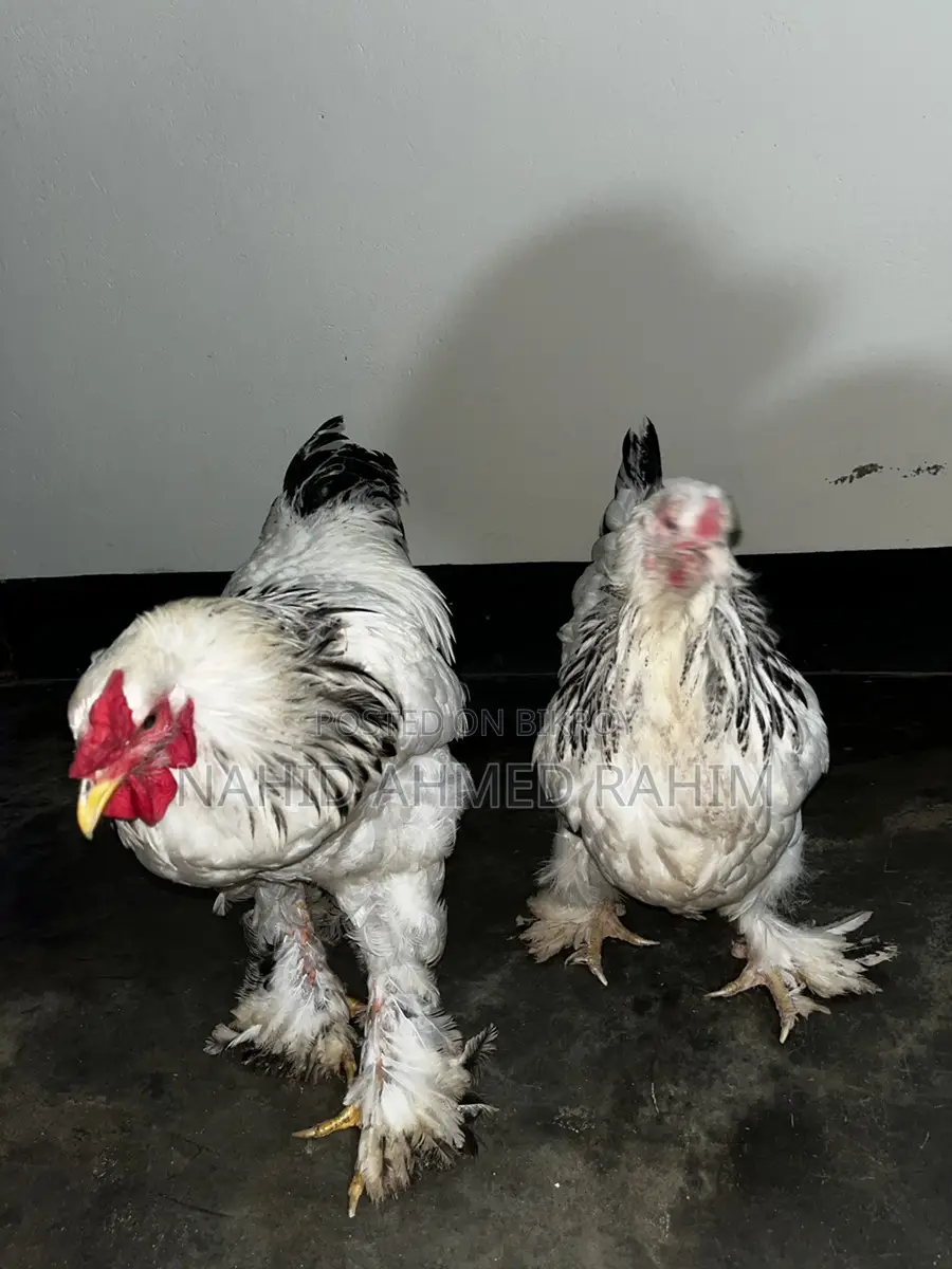 2 Brahma Roosters for Sale