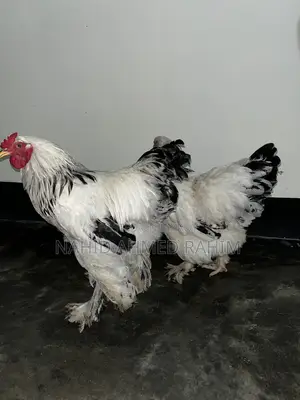 2 Brahma Roosters for Sale