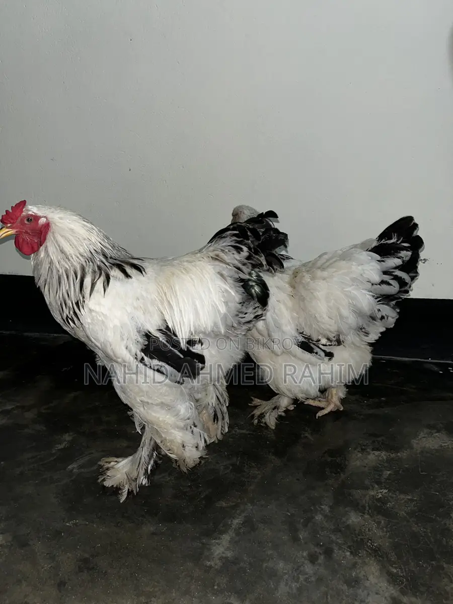 2 Brahma Roosters for Sale