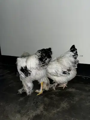 2 Brahma Roosters for Sale