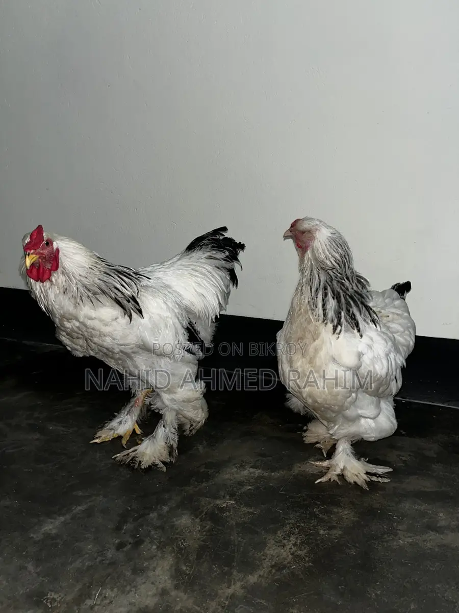 2 Brahma Roosters for Sale