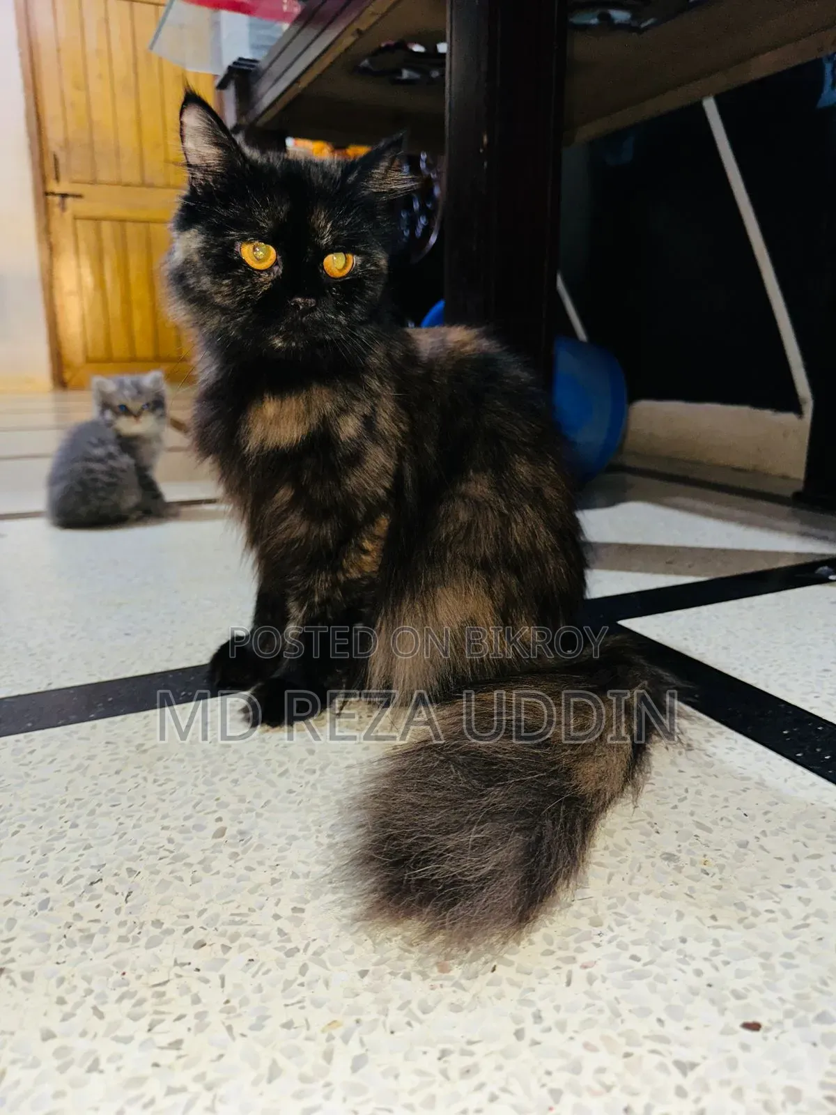 1+ Year Female Purebred Persian Cat