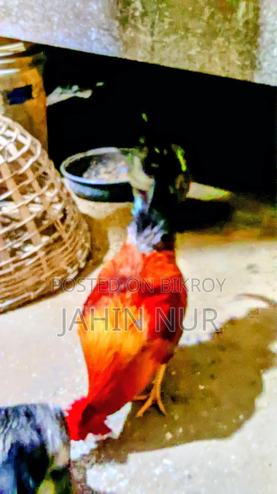 একটা মুরগা & হাস