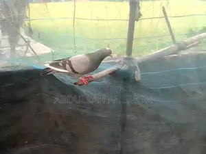 জালালি কবুতর