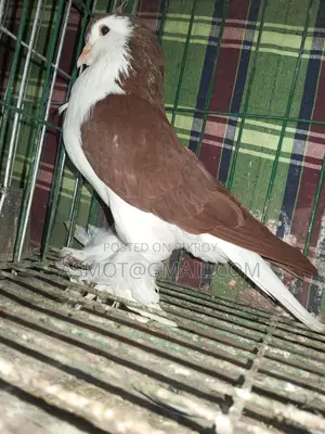 Lahori Red Siraji Male Pigeon
