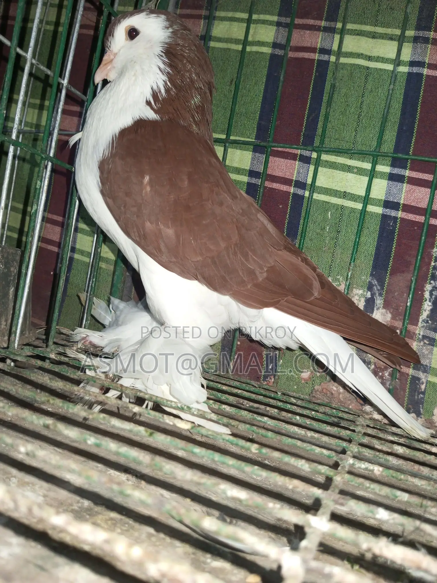 Lahori Red Siraji Male Pigeon