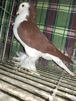 Lahori Red Siraji Male Pigeon