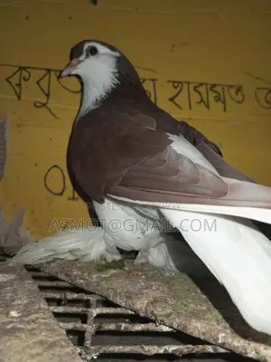 Lahori Red Siraji Male Pigeon