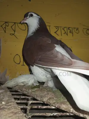 Lahori Red Siraji Male Pigeon