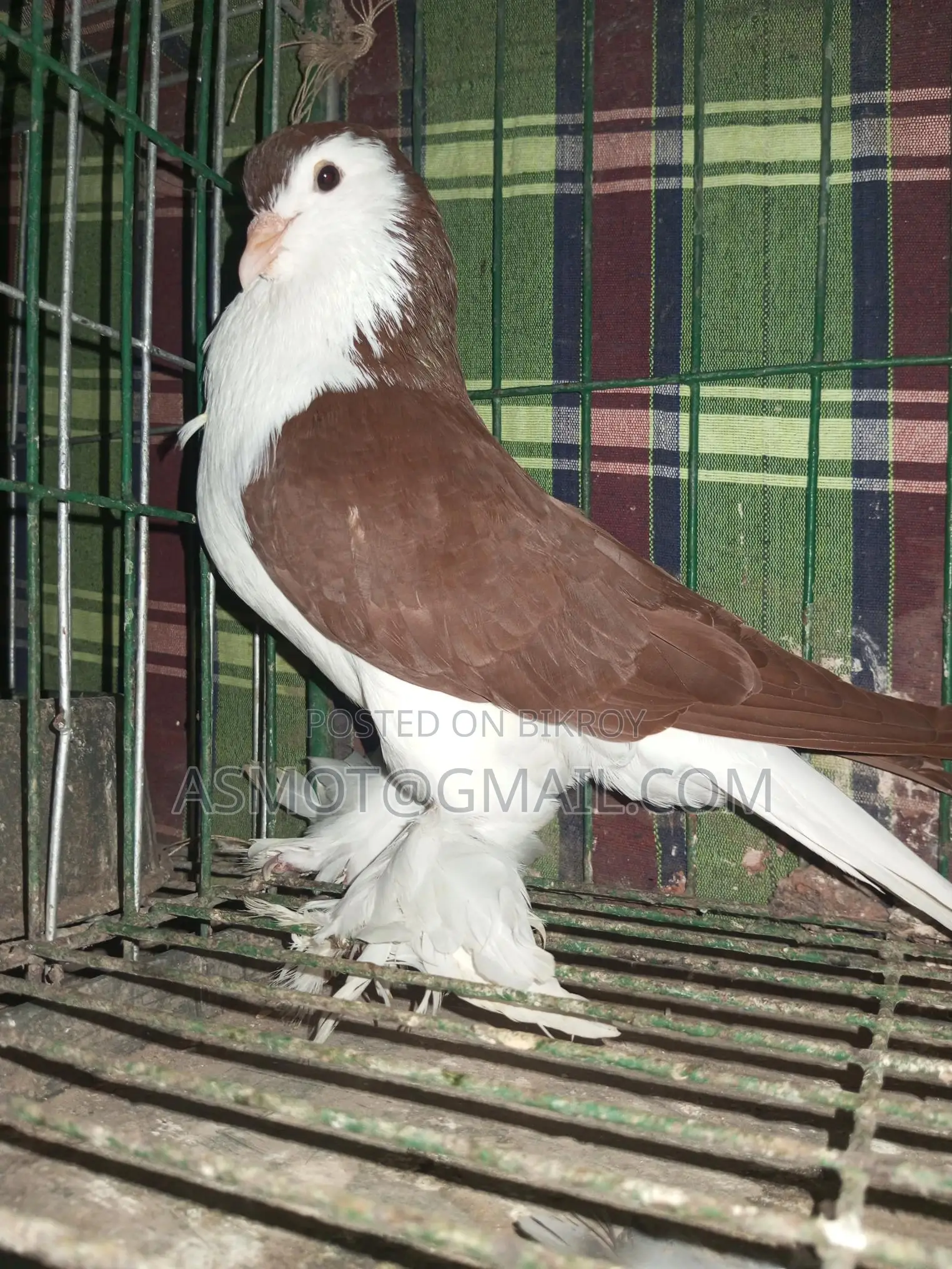 Lahori Red Siraji Male Pigeon