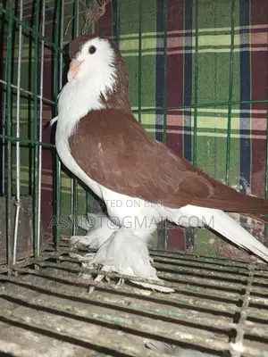 Lahori Red Siraji Male Pigeon