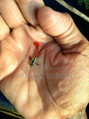 ভালো জাতের ফিশ