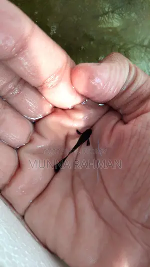 ভালো জাতের ফিশ