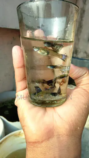 ভালো জাতের ফিশ