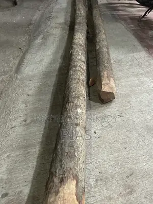 Two pieces of Gab tree for sale