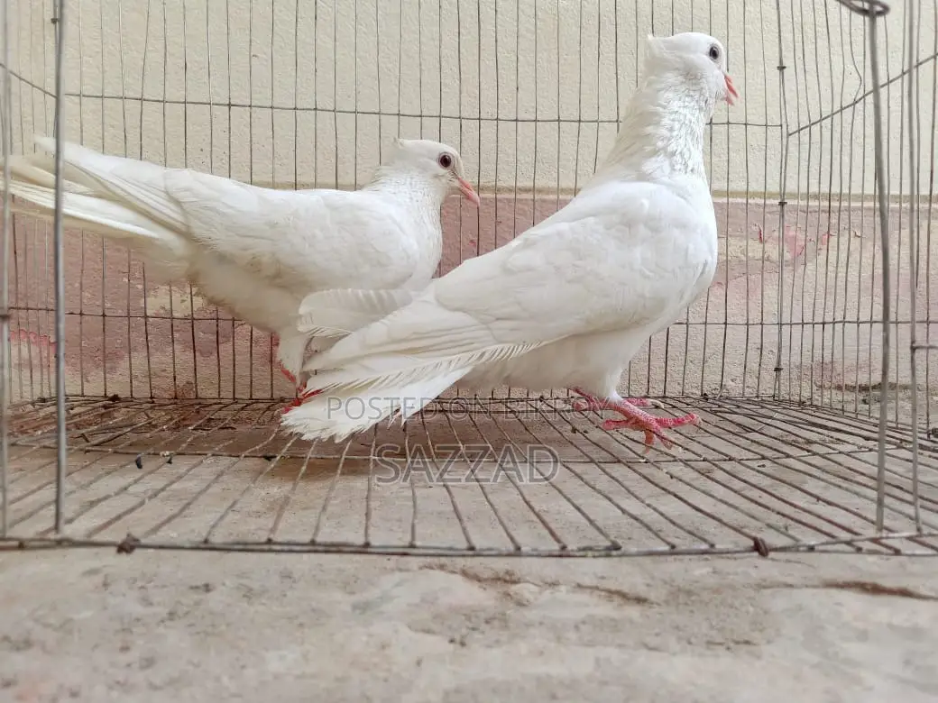Running Kagji Pigeons for Sale