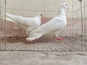 Running Kagji Pigeons for Sale