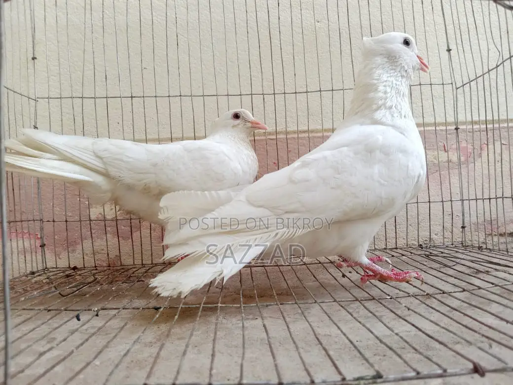 Running Kagji Pigeons for Sale