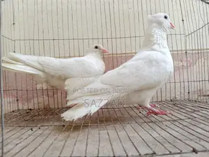 Running Kagji Pigeons for Sale