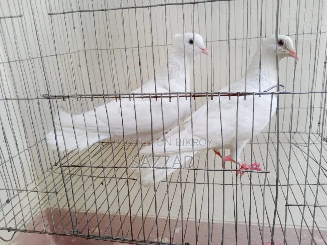 Running Kagji Pigeons for Sale