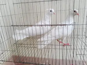 Running Kagji Pigeons for Sale