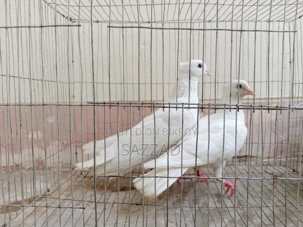 Running Kagji Pigeons for Sale