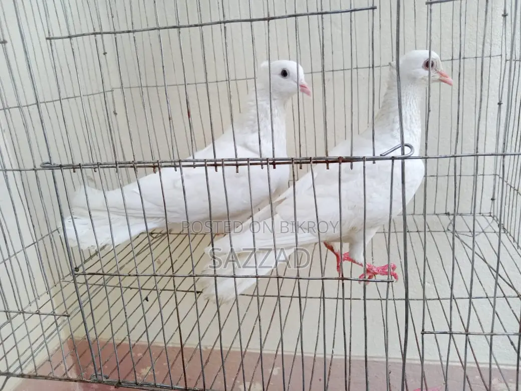 Running Kagji Pigeons for Sale