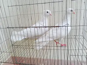 Running Kagji Pigeons for Sale