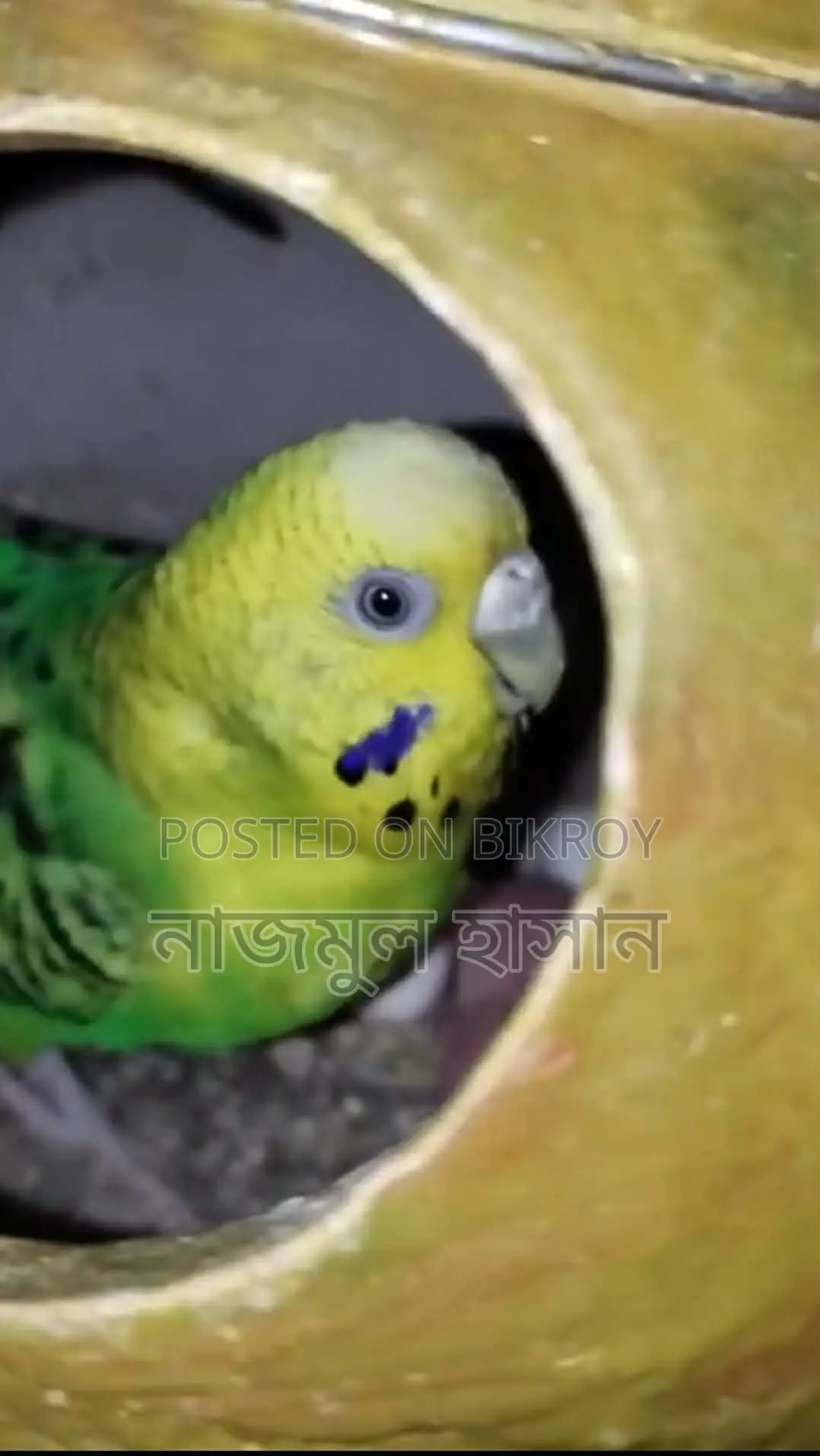 ক্লাসিক বাজিগর