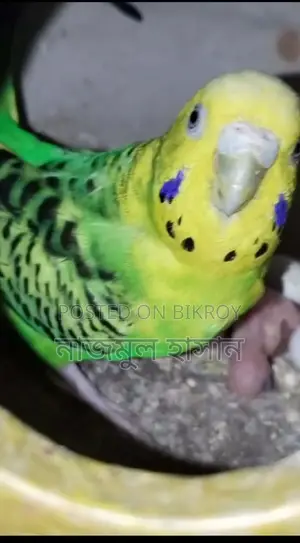 ক্লাসিক বাজিগর