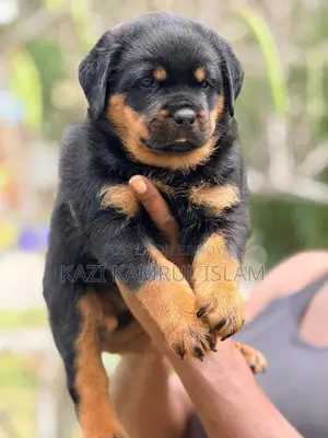 Rottweiler Puppy