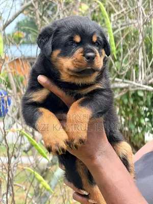 Rottweiler Puppy