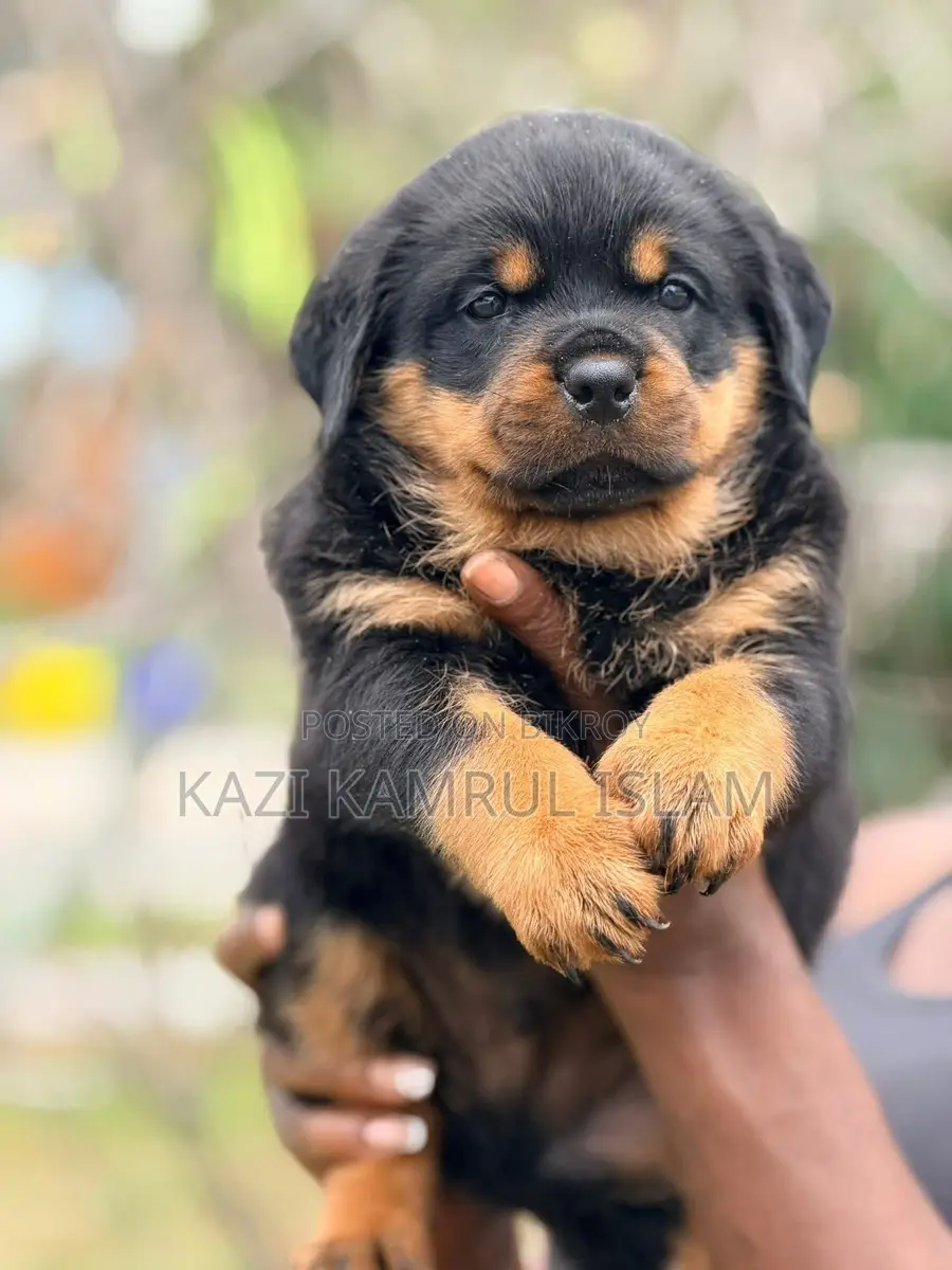 Rottweiler Puppy