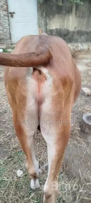 Beautiful red local cow for sale for Qurbani