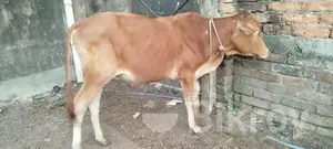কুরবানি উপলক্ষে সুন্দর লাল দেশি গরু বিক্রি হবে