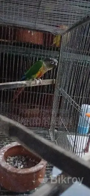 একটি মেইল গ্রিনচিক কোনর পাখি বিক্রি করা হবে
