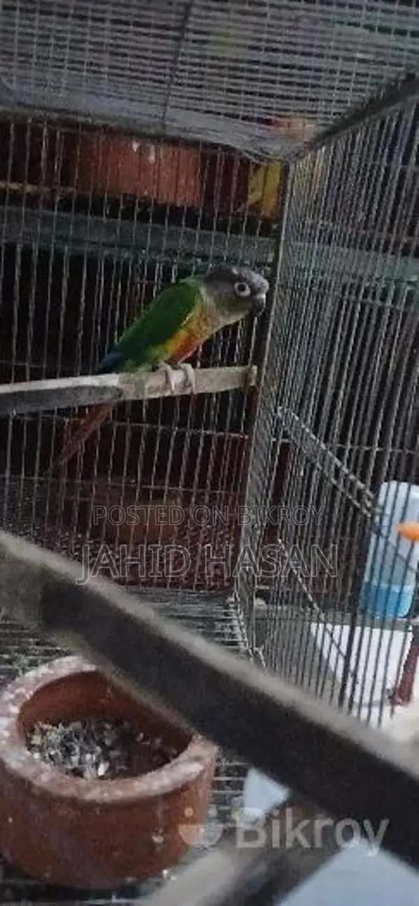 একটি মেইল গ্রিনচিক কোনর পাখি বিক্রি করা হবে
