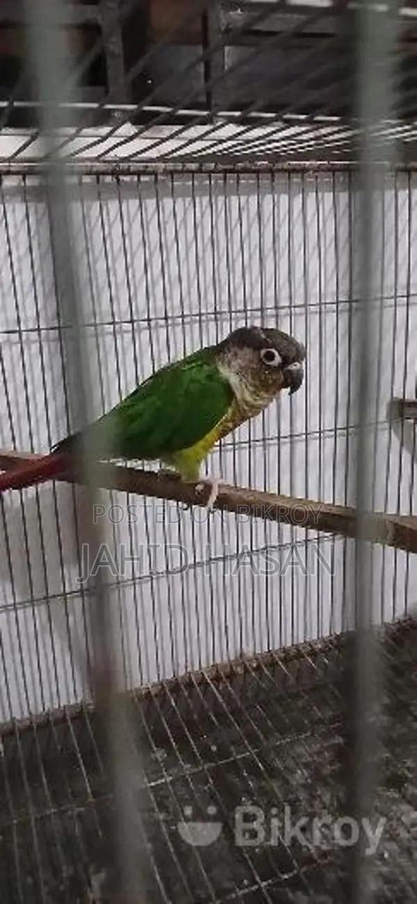 একটি মেইল গ্রিনচিক কোনর পাখি বিক্রি করা হবে