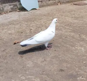 Pigeons for Sale