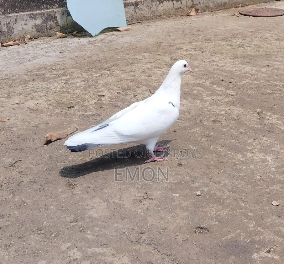 Pigeons for Sale