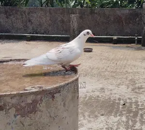 Pigeons for Sale