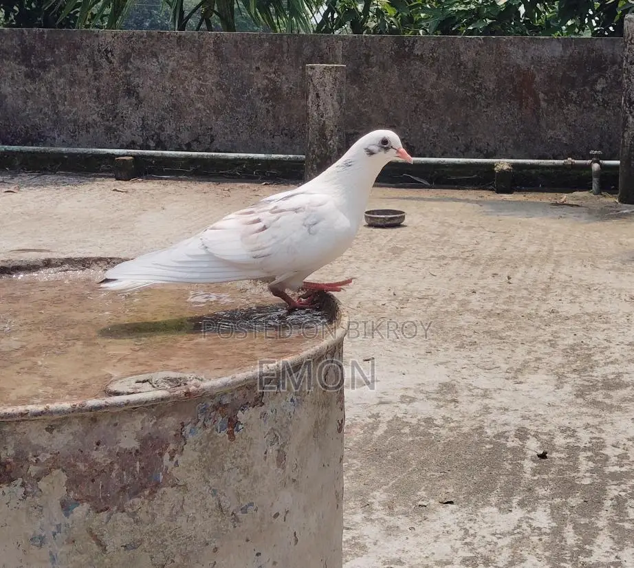 Pigeons for Sale