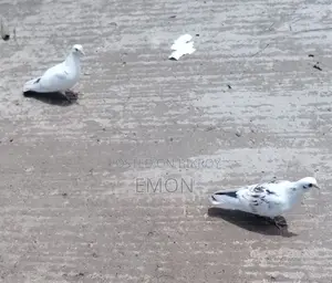 Pigeons for Sale
