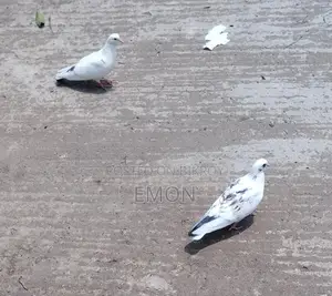 Pigeons for Sale