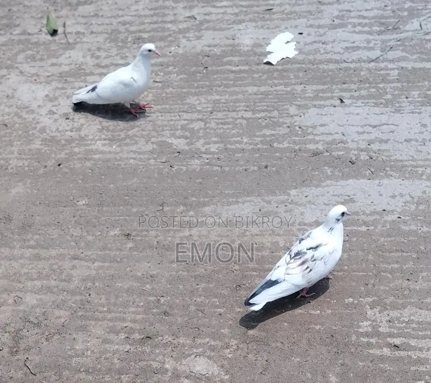 Pigeons for Sale
