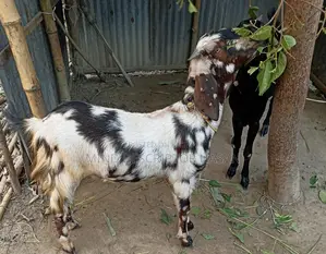 Goat Suitable for Qurbani