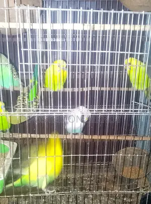 বাজেরিকা পাখি