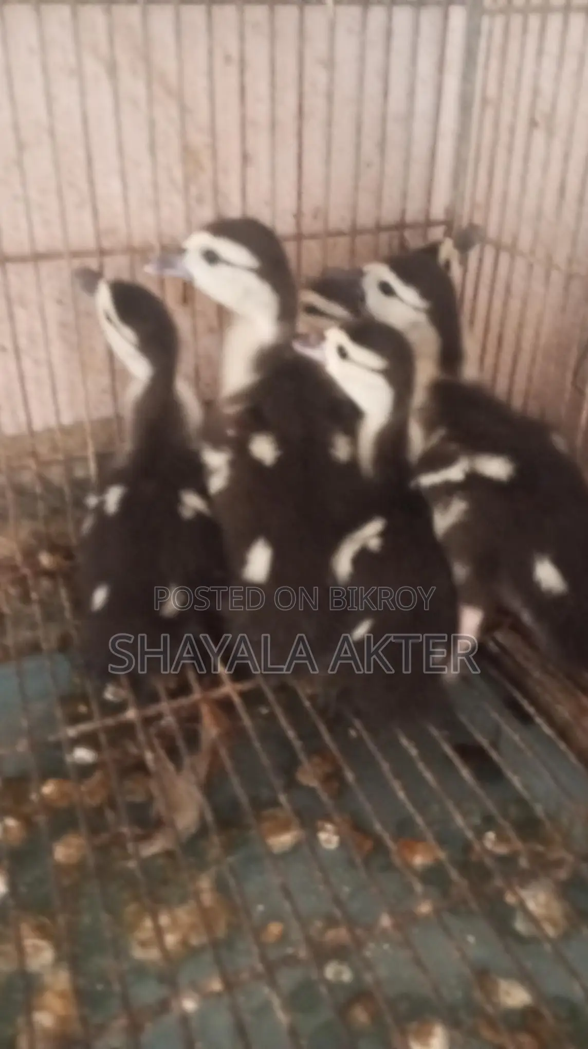 চীনা হাঁসের বাচ্চা