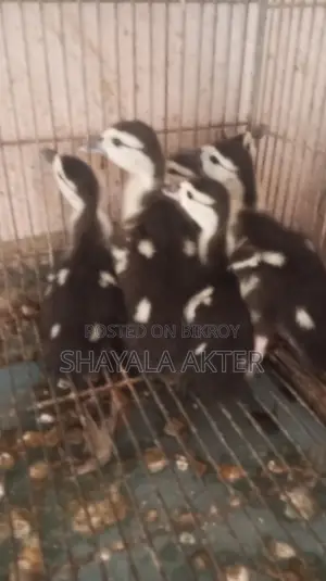 চীনা হাঁসের বাচ্চা