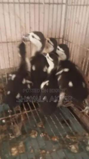 চীনা হাঁসের বাচ্চা